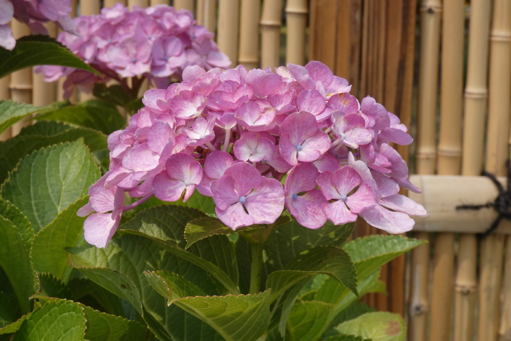 紫陽花-長居植物園