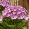 紫陽花-長居植物園