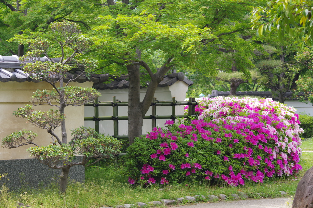 平戸躑躅-慶沢園