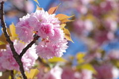 八重桜-天王寺公園