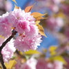 八重桜-天王寺公園