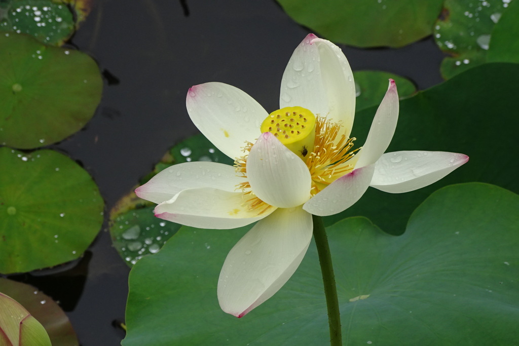 初開花