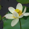 初開花