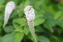 丘虎の尾-長居植物園
