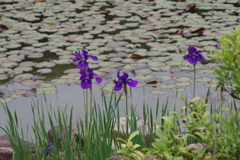 綾目-慶沢園