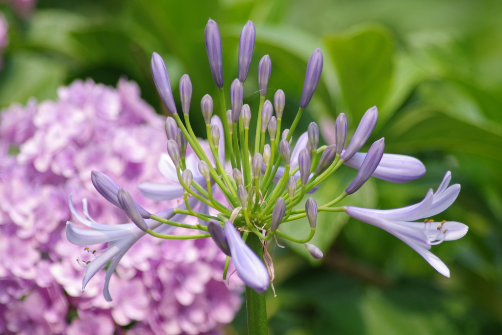 紫君子蘭と紫陽花➁