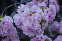 八重桜-四天王寺庚申堂