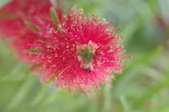 ブラシの木の雄蕊