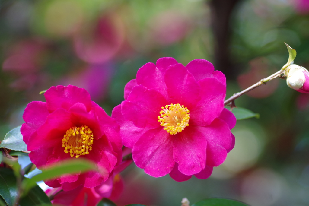 山茶花③