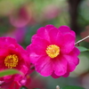 山茶花③