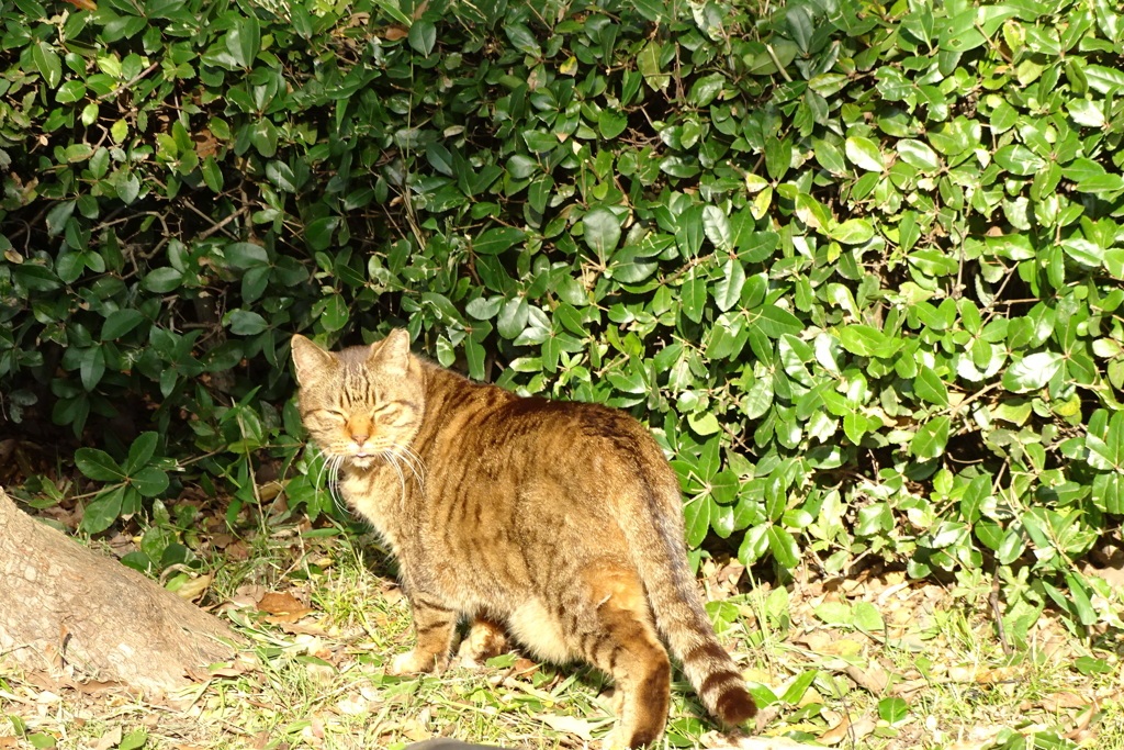 茶畑裏の微笑猫