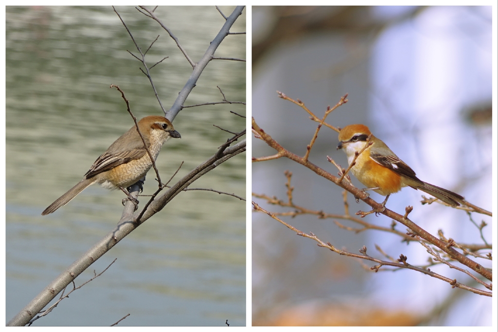 百舌鳥(左♀右♂)-桃が池公園