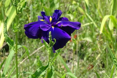 花菖蒲-長居植物園③