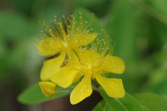 美容柳 花と蕾