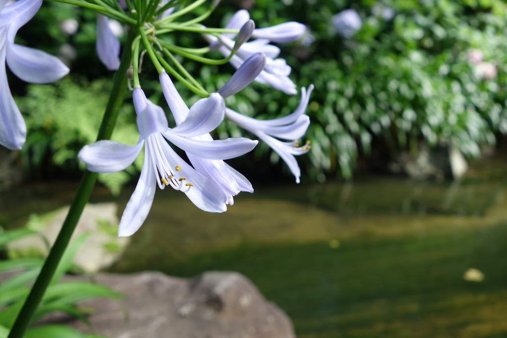 谷川の紫君子蘭