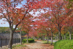 桜葉紅葉-大阪城公園③