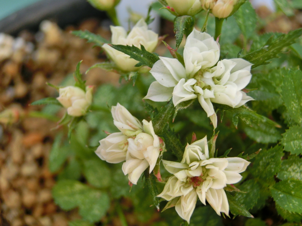 White Jewels(The world's smallest rose)