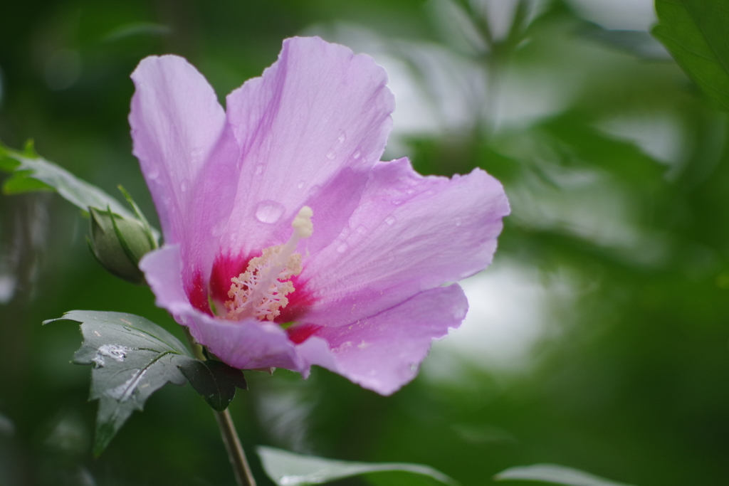 木槿-桃が池公園