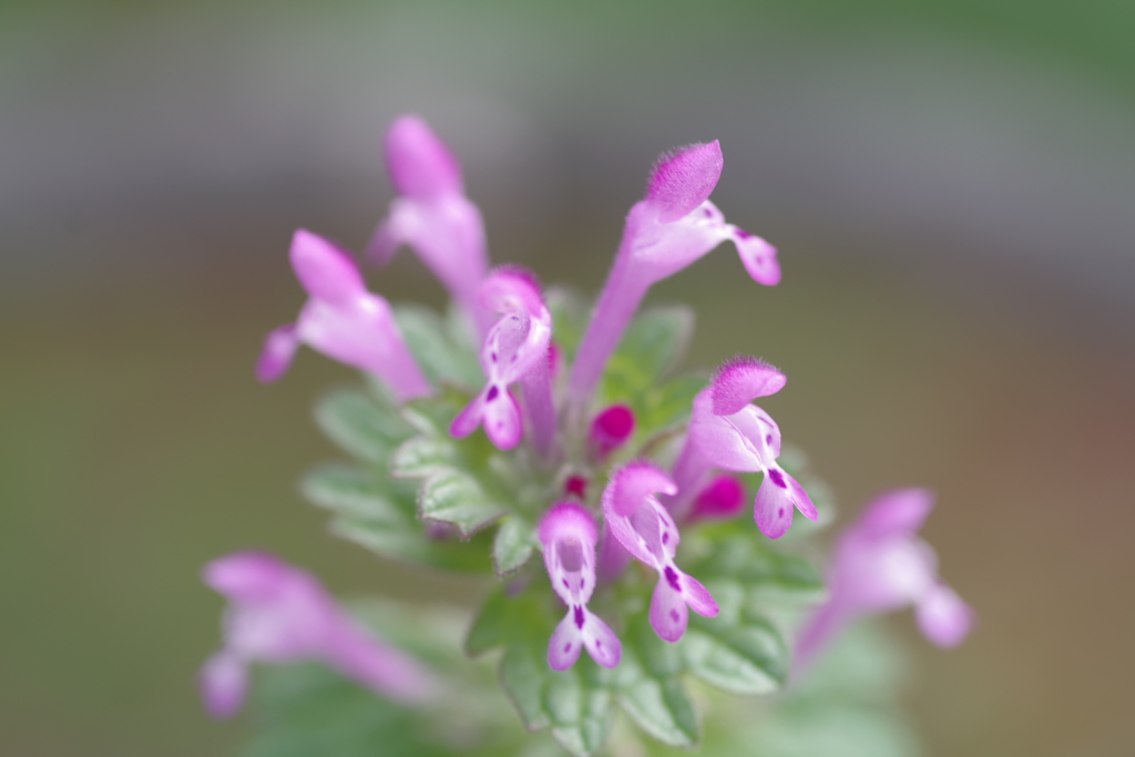 微小花「仏の座」