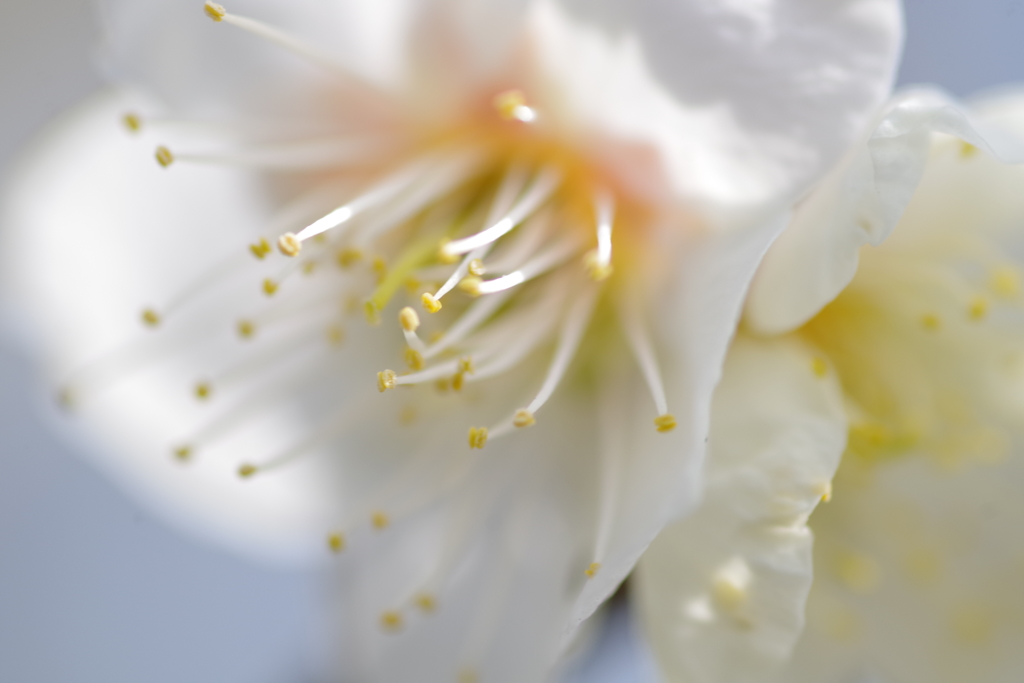 とろける花弁