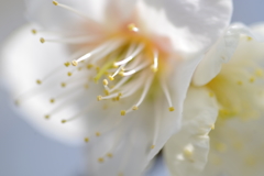 とろける花弁