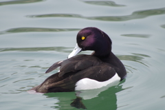 東外堀の水鳥①