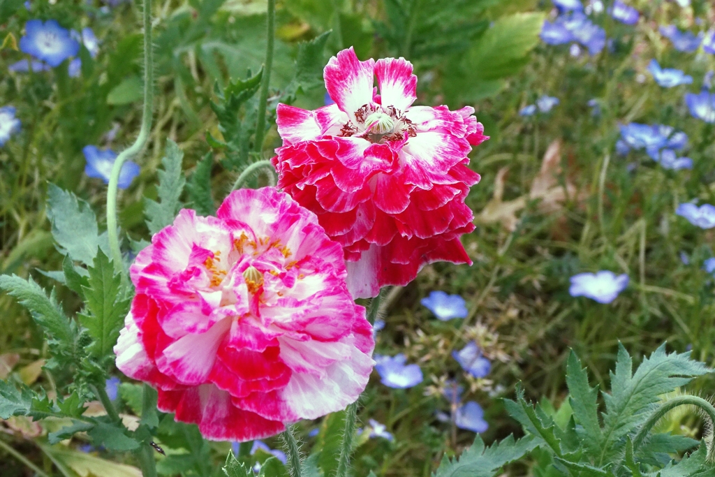 シャーレーポピー-長居植物園①