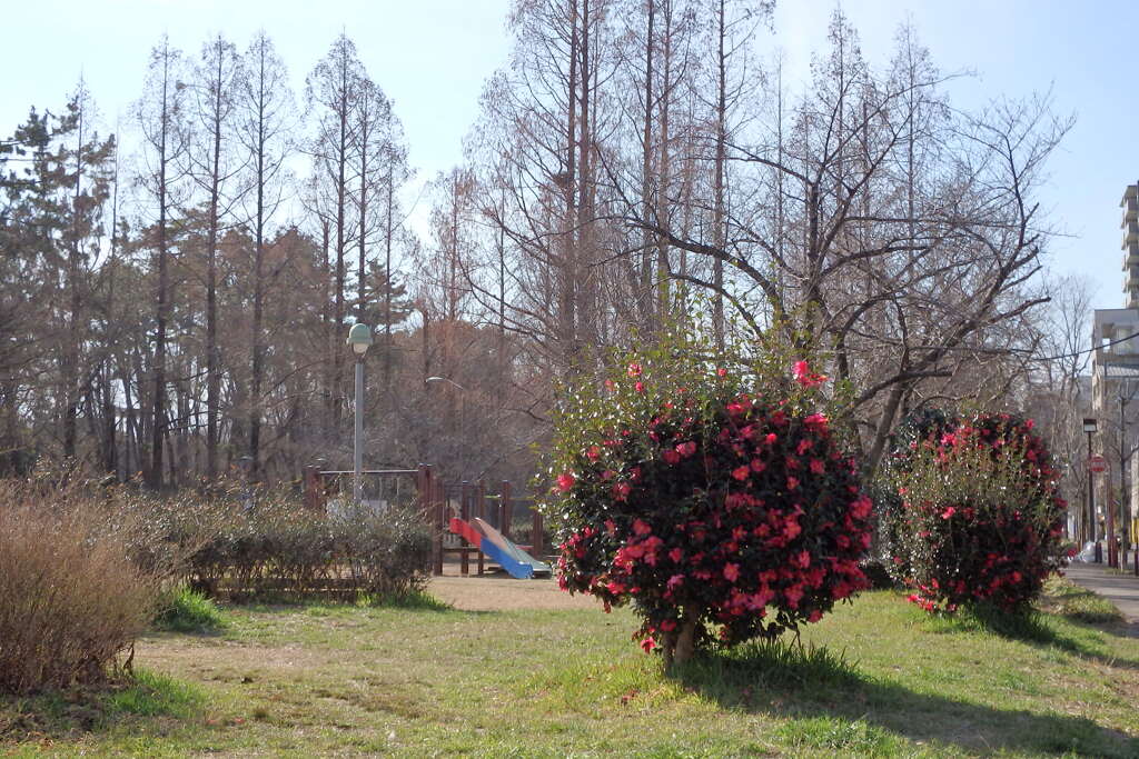 山茶花のある風景