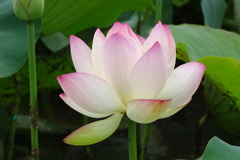 蓮-長居植物園①