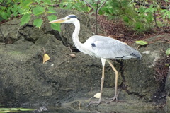 増水で食事も儘ならない蒼鷺(多分)