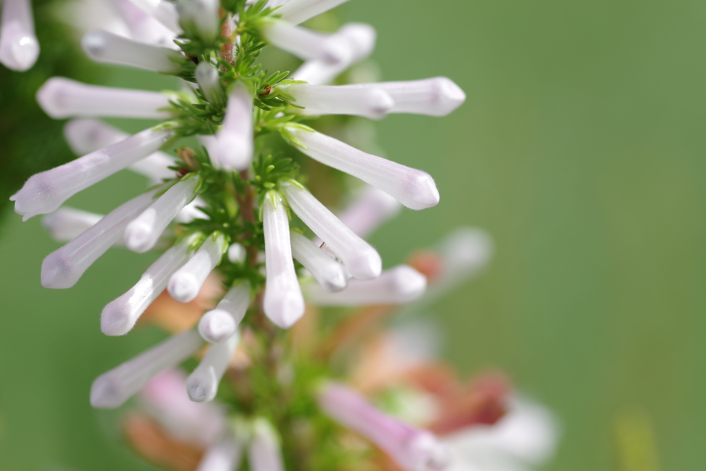 エリカ・コロランス 'ホワイト・デライト'-長居植物園