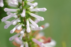 エリカ・コロランス 'ホワイト・デライト'-長居植物園