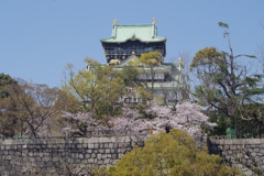 天守閣と染井吉野