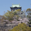 天守閣と染井吉野