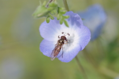 ネモフィラに細扁虻-長居植物園