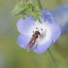 ネモフィラに細扁虻-長居植物園
