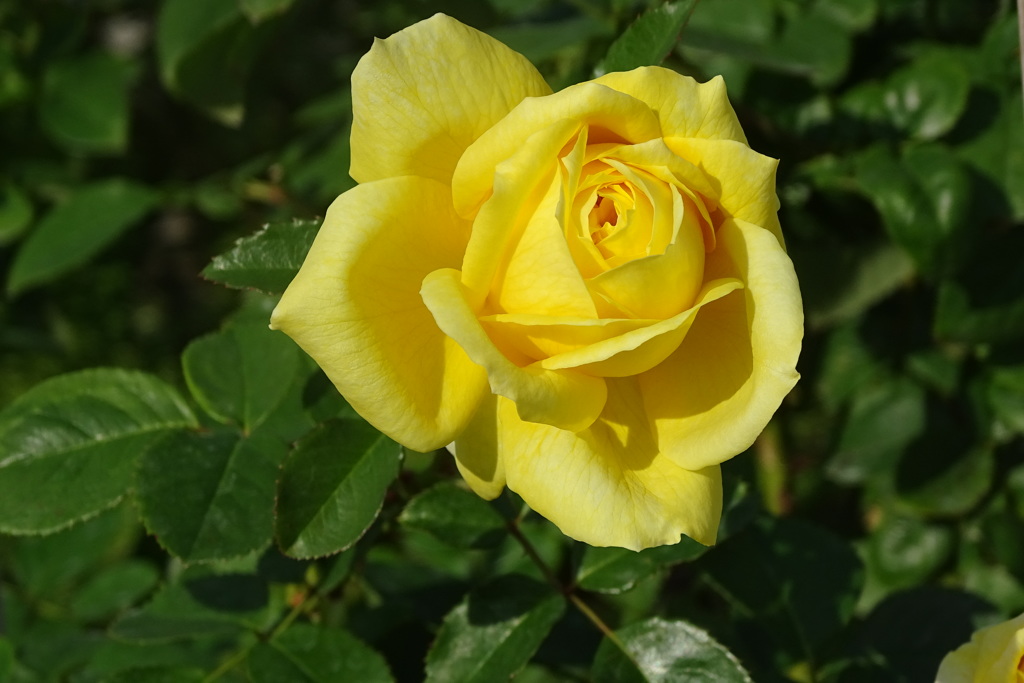立冬薔薇ゴールド・バニー