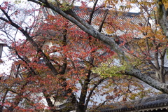 一番櫓と桜葉紅葉③