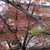 一番櫓と桜葉紅葉③