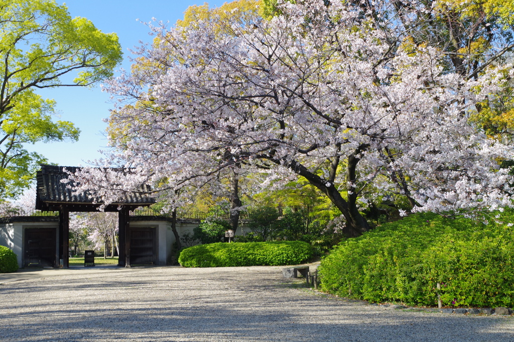 染井吉野-慶沢園