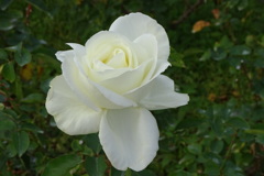 もう冬薔薇?正雪
