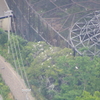 天王寺動物園鳥舎南の小鷺