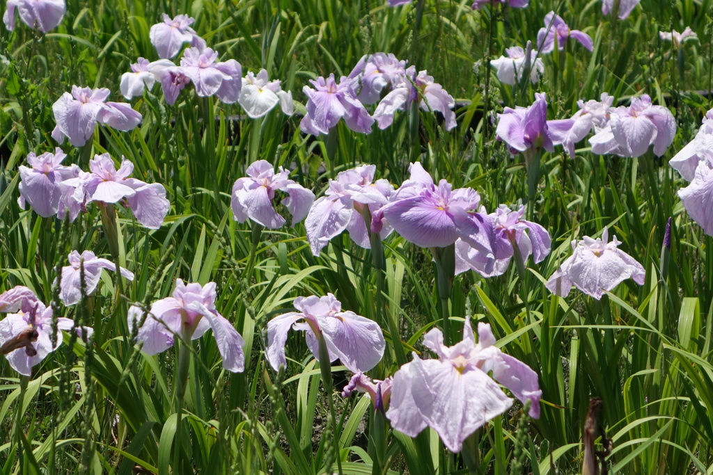 里桜-長居植物園