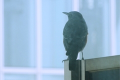 名前知らずの鳥(磯鵯)