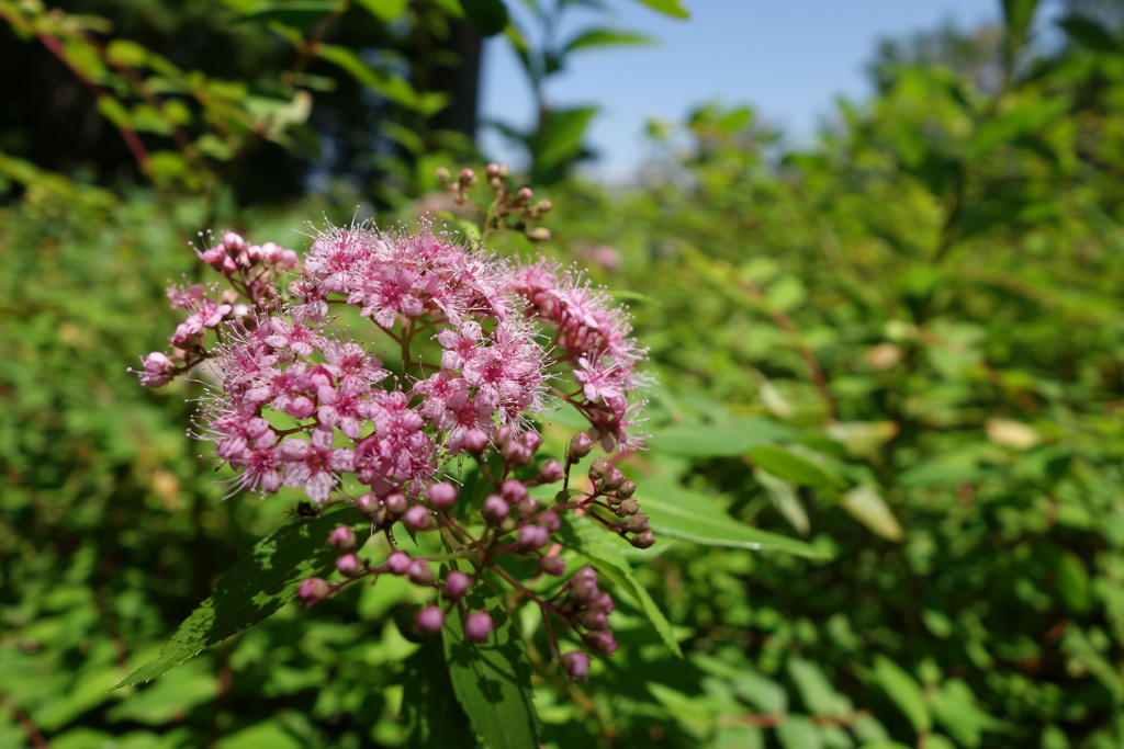 下野-長居植物園