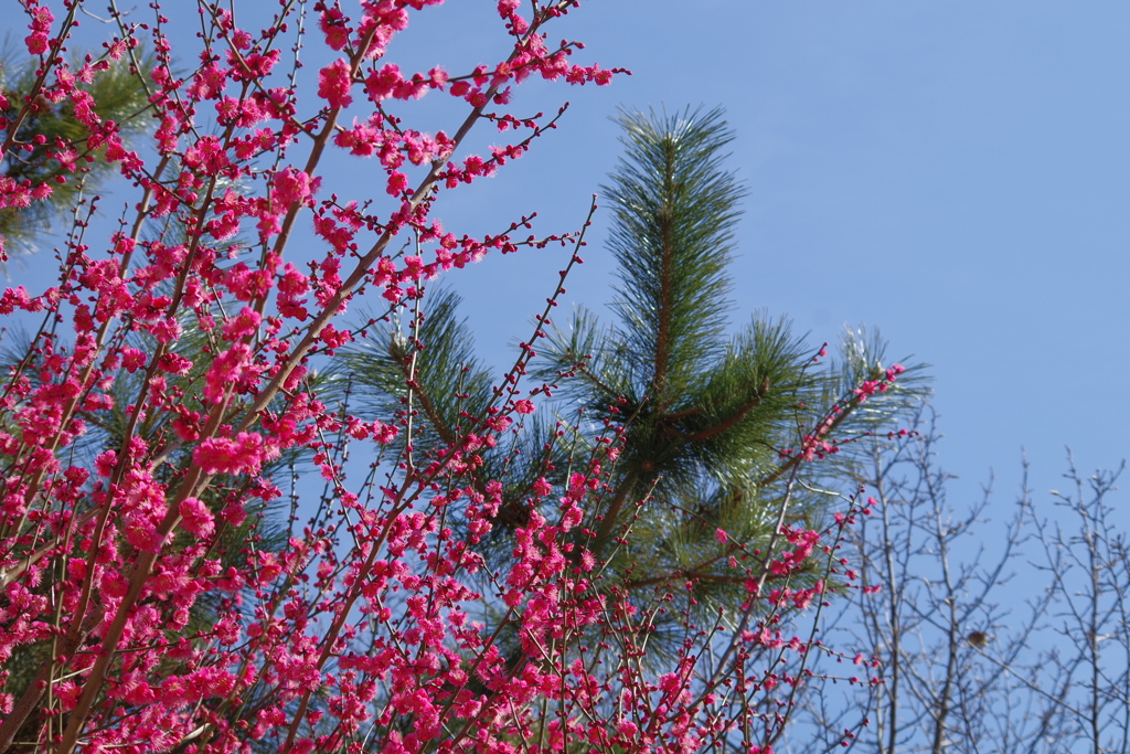 紅梅と松と桜