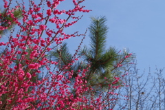 紅梅と松と桜