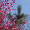 紅梅と松と桜