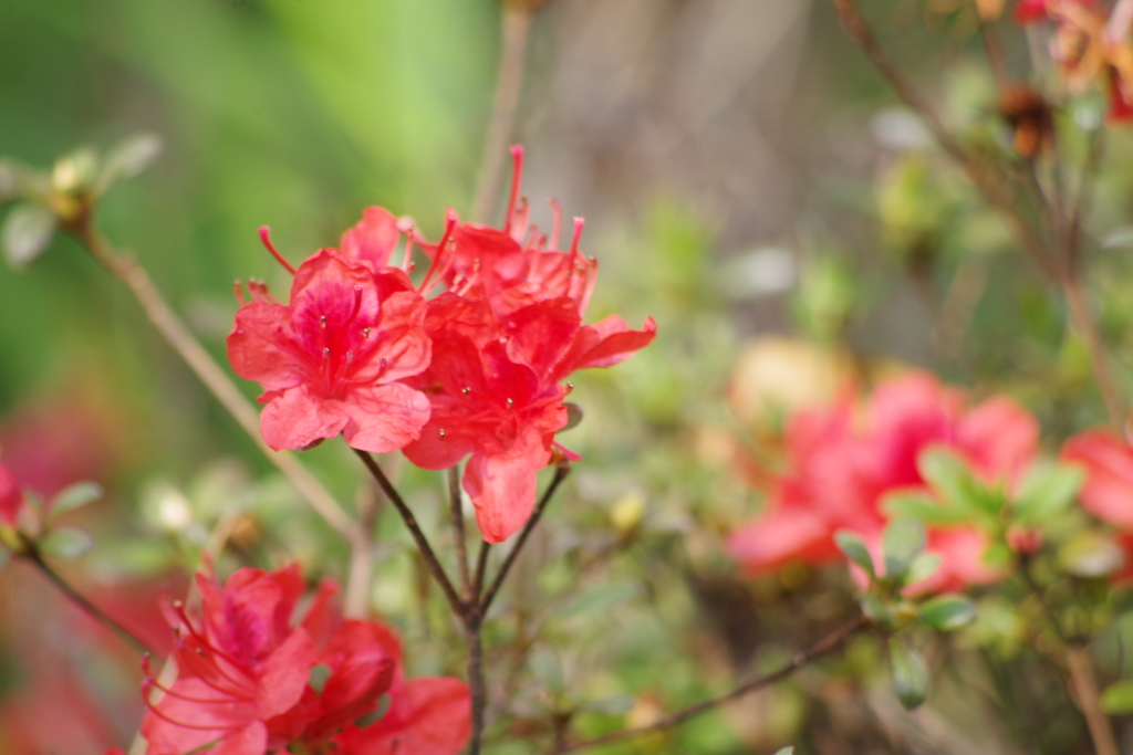 霧島躑躅開花