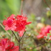 霧島躑躅開花